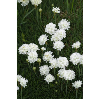 Armeria maritima Armada White / Trávnička přímořská, C1,5