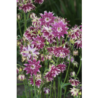 Aquilegia vulgaris Nora Barlow / Orlíček obecný, C1