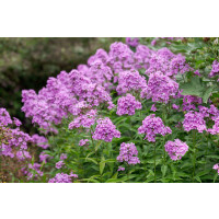 Phlox paniculata 'Hesperis' / Plamenka latnatá, K9
