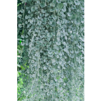 Dichondra ´Silver Falls´ / Dichondra ´Stříbrný vodopád´, bal. 6 ks, 6x K7