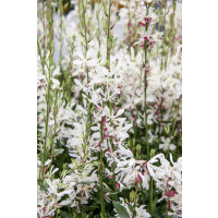 Gaura lindheimeri 'Geyser White' / Gaura , K9