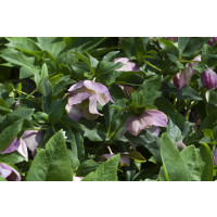 Helleborus purpurascens / Čemeřice nachová, K9