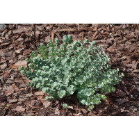 Sedum sieboldii / Rozchodník Sieboldův, K9