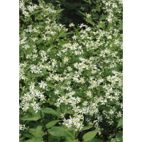 Aster divaricatus 'Tradescant' / Astra rázsocha , K9