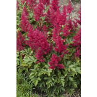 Astilbe japonica 'Red Sentinel' / Astilbe japonská, K14