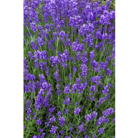 Lavandula angustifolia ´Munstead´ / Levandule úzkolistá, C1,5