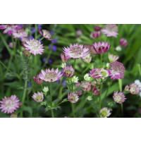 Astrantia major 'Lola' / jarmanka větší , K9