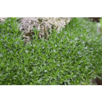 Azorella trifurcata / Azorelka , K9