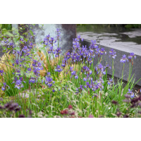 Iris sibirica / Kosatec sibiřský modrý, C1,5