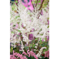Astilbe x arendsii ´Diamant´ / Čechrava , C1
