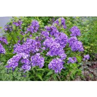 Phlox paniculata 'Blue Paradise' / Plamenka latnatá, K9