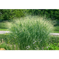 Panicum virgatum 'Cloud Nine' / Proso prutnaté, K9