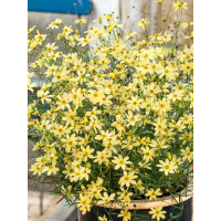 Coreopsis verticillata ´Moonbean´ / Krásnoočko přeslenité, K9