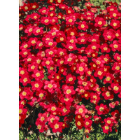 Saxifraga arendsii ´Higlander Red´ / Lomikámen, K9