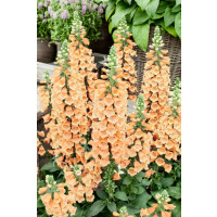 Digitalis purpurea 'Dalmatian F1 Peach' / Náprstník purpurový, C1