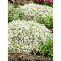Thymus praecox ´Albiflorus´ / Mateřídouška časná, K9