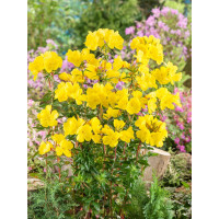 Oenothera tetragona / Pupalka čtyřhraná, K9
