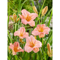 Hemerocallis 'On and On' / Denivka , K11