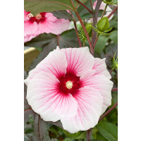 Hibiscus moscheutos ´Carousel® Pink Candy ´ / Velkokvětý ibišek , 30-40 cm, C2