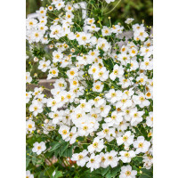 Anemone hybr. ´Honorine Jobert´  / Sasanka japonska, K9