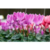 Cyclamen ´Cilicium´ / Cyklamen, 13/15