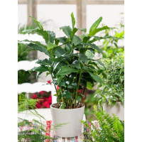 Elettaria cardamomum BIO / Kardamom pravý se skořic. aroma, 20-30 cm, K12