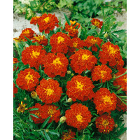 Tagetes patula / Aksamitník rozkladitý ´CARMEN´, bal. 1 g