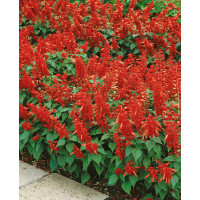 Salvia splendens / Šalvěj zářivá ´KARKULKA´, bal. 0,5 g