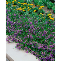 Scaevola Ventia Blue / Vějířovka, bal. 6 ks, 6xK7