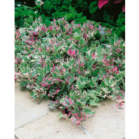 Ipomoea ´Colored Leafs´ / Povíjnice pestrobarevná, K7