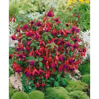 Fuchsia ´Mrs. Popple´ / Fuchsie, C1,5