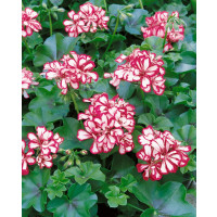 Pelargonium pelt. ´Mexicanerin´ / Muškát převislý, K7