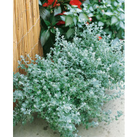 Helichrysum petiolare ´Silver Mini´ / Smil řapíkatý, K7