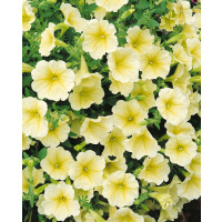 Petunia ´Surfinia Victorian Yellow´® / Petunie žlutá kompakt., K7