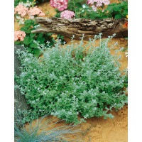 Helichrysum petiolare ´Silver Mini´ / Smil řapíkatý, K7