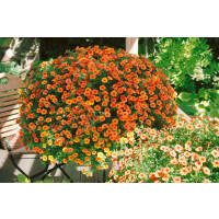Calibrachoa MILLION BELLS® ´Crackling Fire´ / Minipetúnie, bal. 6 ks sadbovačů