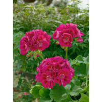 Pelargonium zonale ´pac®Flower Fairy® Berry´  / Muškát kroužkovaný, bal. 3 ks, 3x K7
