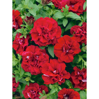 Petunia x atkinsiana ´Tumbelina®Inga´ / Petunie plnokvětá červená, K7