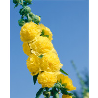 Alcea rosea ´Sunshine´ / Proskurník žlutý, K9