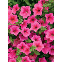 Petunia ´Hot Pink 05 Surfinia´® / Petunie sytě růžová jednoduchá, K7