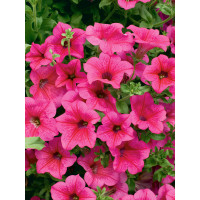 Petunia ´Hot Pink 05 Surfinia´® / Petunie sytě růžová jednoduchá, bal. 3 ks, 3xK7