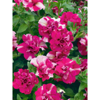 Petunia Tumbelina ´Cherry Ripple´ / Petunie, bal. 6 ks, 6x K7