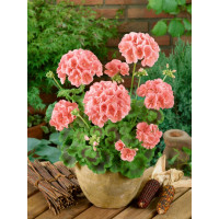 Pelargonium zonale ´pac®Calais´  / Muškát kroužkovaný, bal. 6 ks sadbovačů
