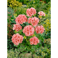 Pelargonium zonale ´pac®Calais´  / Muškát kroužkovaný, bal. 3 ks, 3x K7