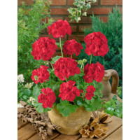 Pelargonium zonale ´Anthony´ / Muškát vzpřímený červený, K7