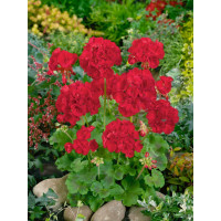 Pelargonium zonale ´Anthony´ / Muškát vzpřímený červený, bal. 6 ks sadbovač.