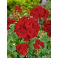 Pelargonium zonale ´pac®Samelia´  / Muškát kroužkovaný, bal. 6 ks sadbovačů