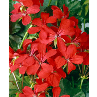 Pelargonium pelt. ´Balcon Imperial´ / Muškát převislý, K7