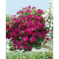 Petunia ´Purple Surfinia´® / Petunie cyklámenová jednod., bal. 6 ks sadbovač.