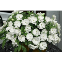 Impatiens ´New Guinea White´ / Netýkavka bílá, bal. 6 ks, 6x K7